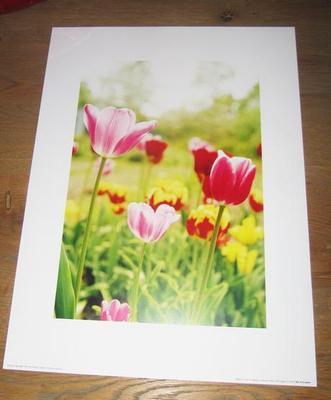 Obraz -  tulipány, Lúčne kvety, Lúka - 40 cm x 30 cm - Obrázok č. 1