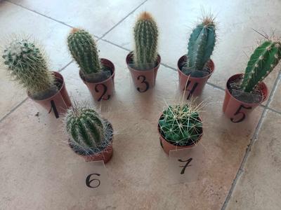 Kaktusy vyberte si podľa čísla 1ks/3,50€ - Obrázok č. 1