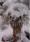 Yucca rostrata - mrazuvzdorná (semená) - Obrázok č. 1