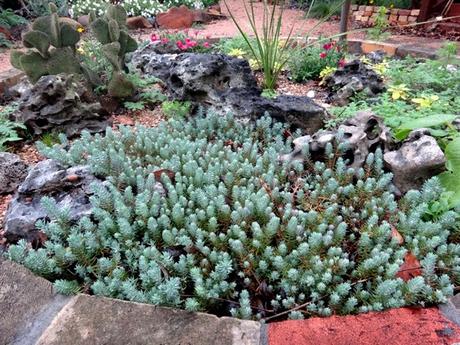 Rozchodník  - Obrázok č. 1