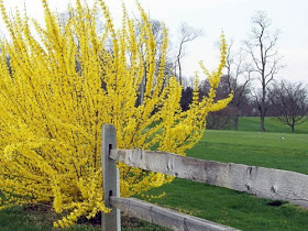 Zlatý dážď Forsythia - Obrázok č. 1