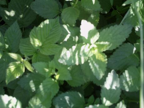 Medovka - Obrázok č. 1