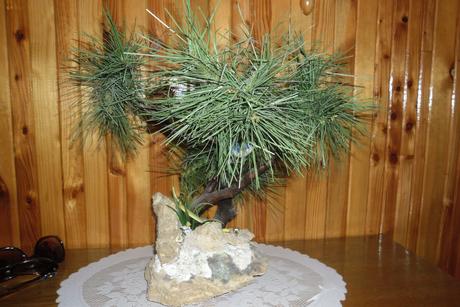 umelý bonsay - Obrázok č. 1