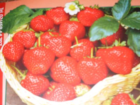 Stáleplodiace jahody Ostara - 10 ks - Obrázok č. 1