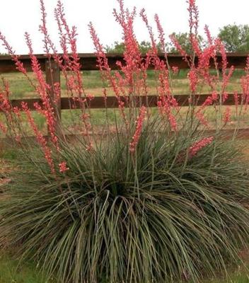 Red yucca - mrazuvzdorná (semená) - Obrázok č. 1