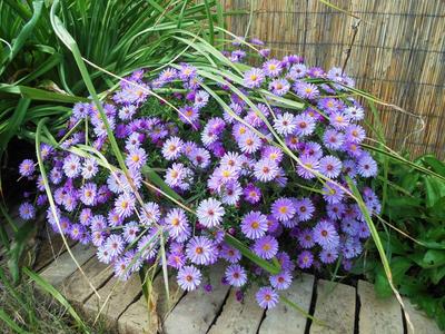 Astrovka - Obrázok č. 1