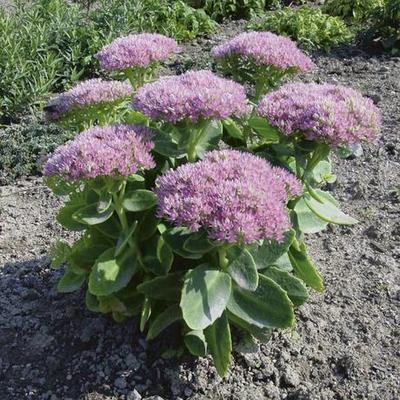 Rozchodník - Obrázok č. 1