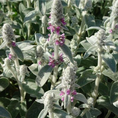 Čistec vlnatý - Obrázok č. 1