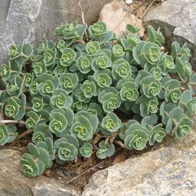 Rozchodník - Obrázok č. 1