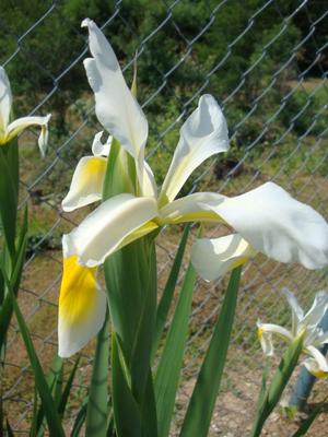 biely iris - Obrázok č. 1