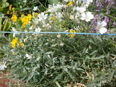 skalnička-rožec plstnatý - Obrázok č. 1