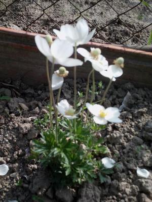 Veternica hájna - Obrázok č. 1