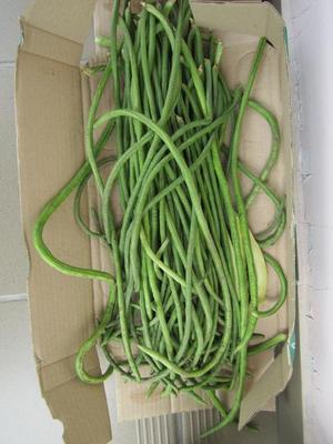 semená pol metrovej fazule-vigna-40 kusov - Obrázok č. 1