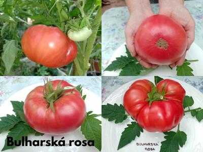 semienka odrodových paradajok - Obrázok č. 1