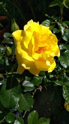 žltá ruža - Obrázok č. 1