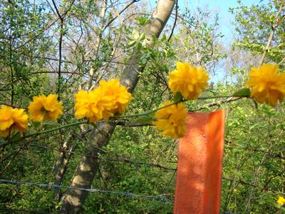 ozdobný krík- kéria japonská - Obrázok č. 1