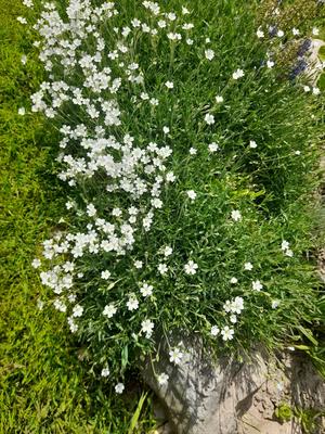 Rožec - Obrázok č. 1