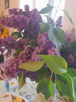 Orgován - Obrázok č. 1