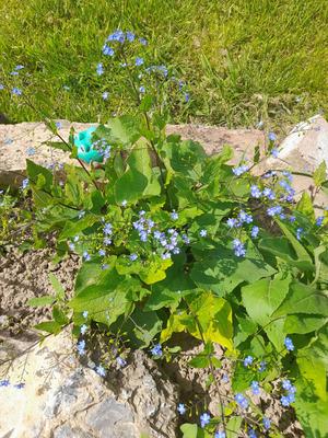 Nezábudka - Obrázok č. 1