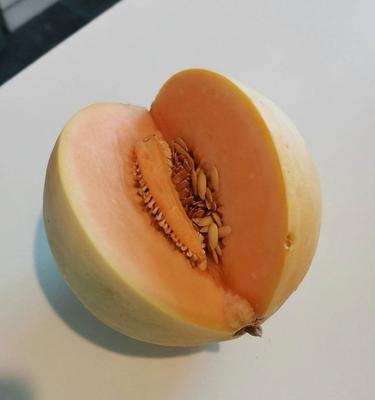 Semienka Honeymoon melón - Obrázok č. 1