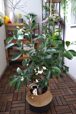 Ficus ginseng 10-15 cm - Obrázok č. 1