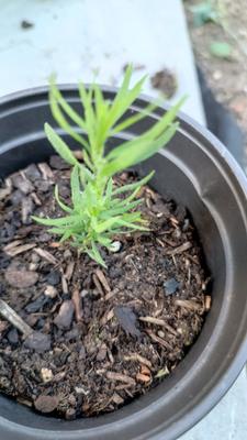 kochia - Obrázok č. 1