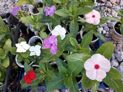 Vinka letnička - Obrázok č. 1