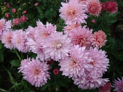 ružové chryzantémy - Obrázok č. 1