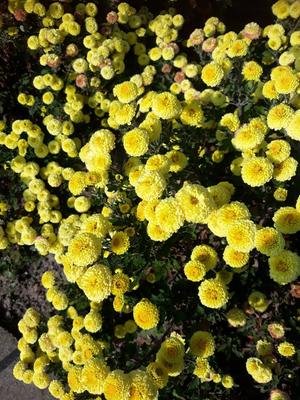 jesenné chryzantémy žlté plnokveté - Obrázok č. 1