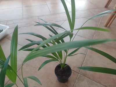 Palmička Areca Lutescens - Obrázok č. 1