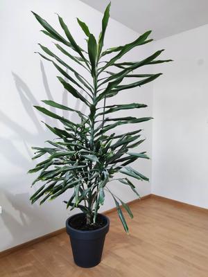 izbová rastlina-200cm - Obrázok č. 1