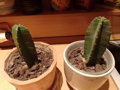 kaktus 2ročný - Obrázok č. 1