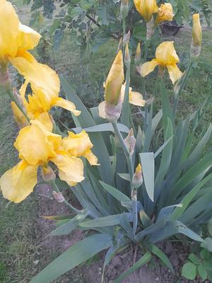 Kosatce - Obrázok č. 1