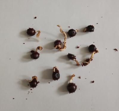 Palma Sabal minor - naklíčené semená - Obrázok č. 1