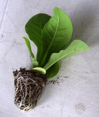 Tabakové planty - Obrázok č. 1