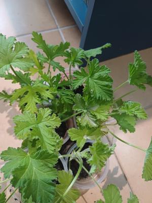 Citronový muškát - Obrázok č. 1