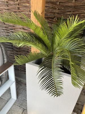 Palma - Obrázok č. 1