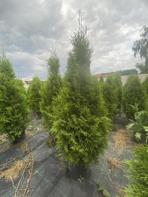 Tuja Smaragd - Obrázok č. 1