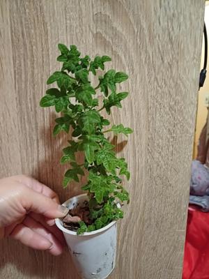 Migrenovník - Obrázok č. 1