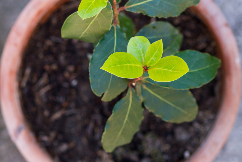 Ako sadiť vavrínovec?