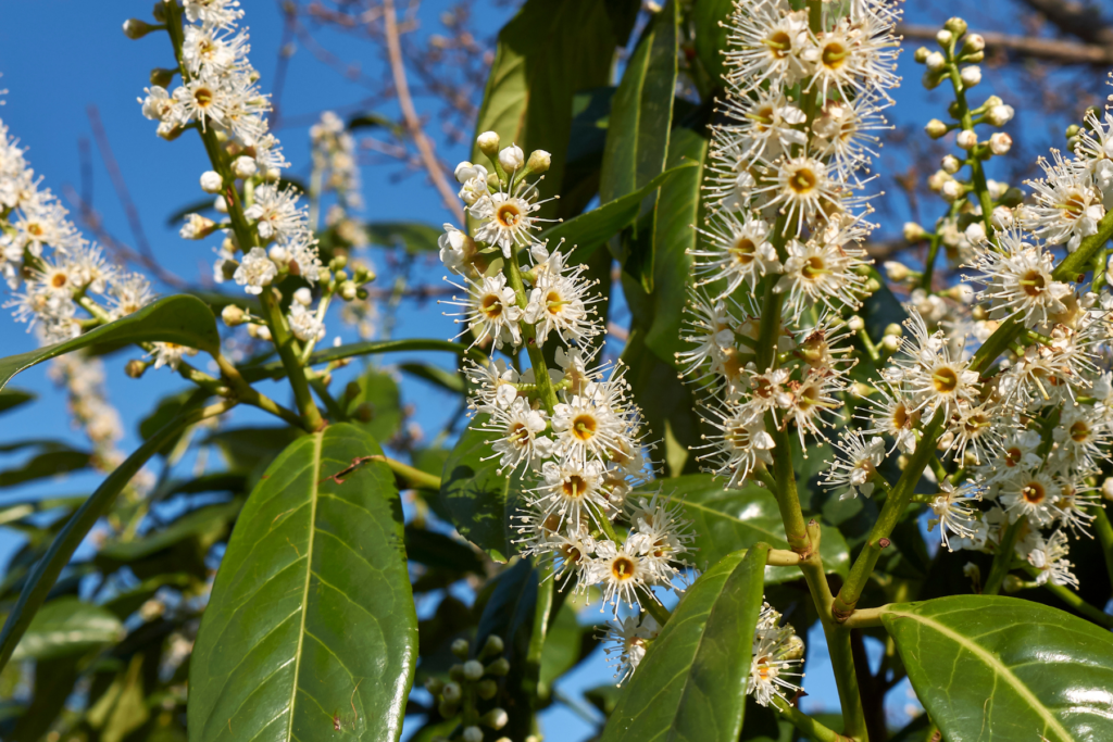 Rozmnožovanie vavrínovca