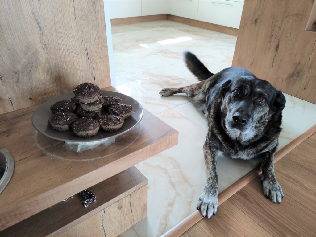 pes leží vedľa taniera s domácimi pamlskami 