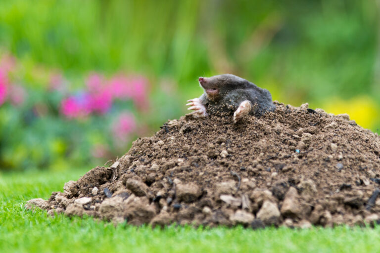 Ako sa zbaviť krtka v záhrade? Toto je 12 osvedčených tipov z nášho fóra