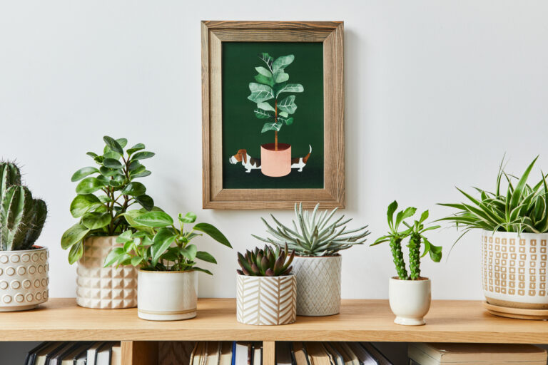 Našli sme 5 odolných izbových rastlín pre lenivých!