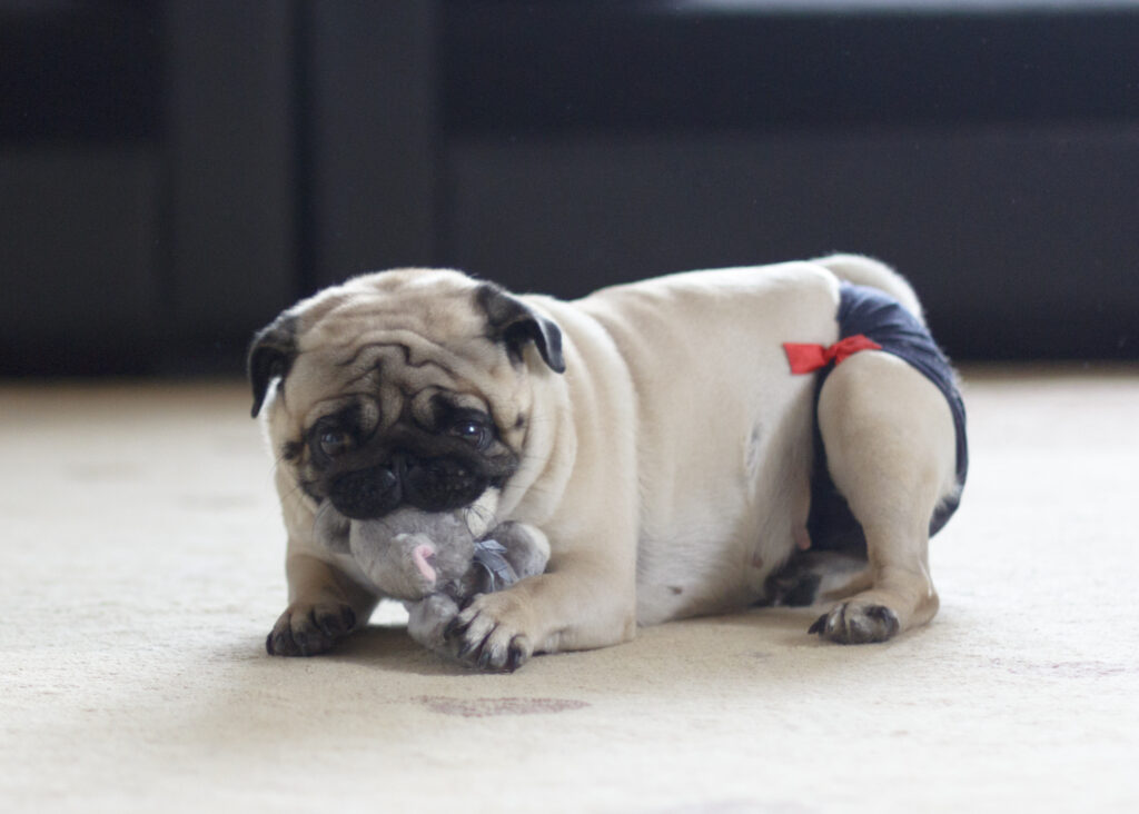 ako zvládnuť háranie feny