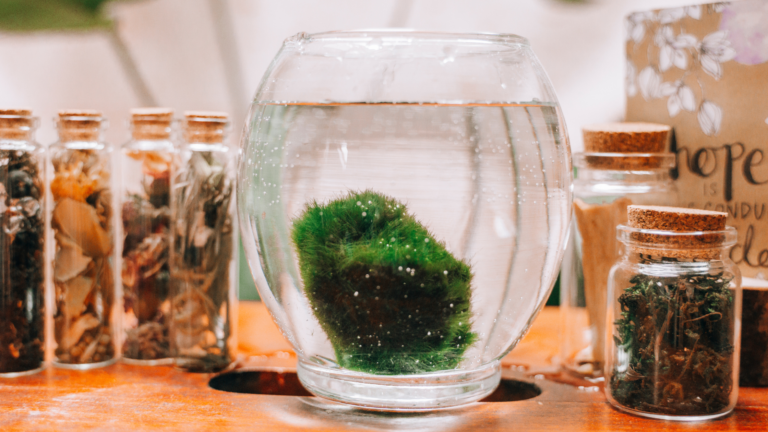 Riasogule: Atraktívny doplnok domácnosti aj pre nenáročných