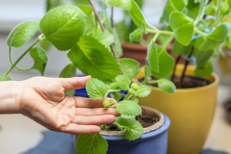 Nádchovník - pestovanie, využitie a účinky
