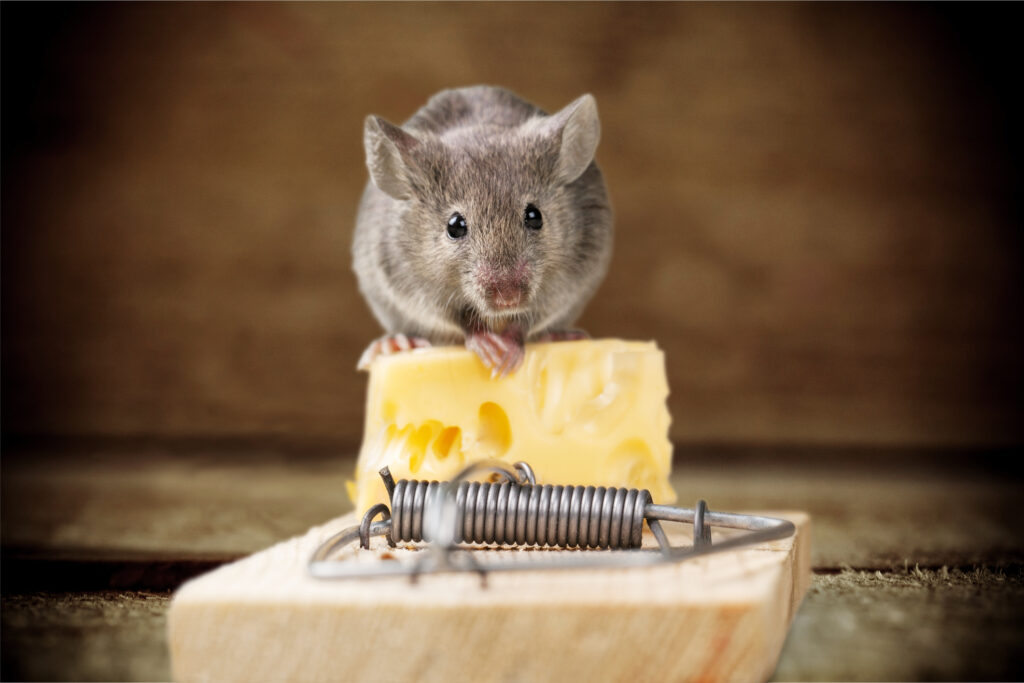 majú myši rady syr