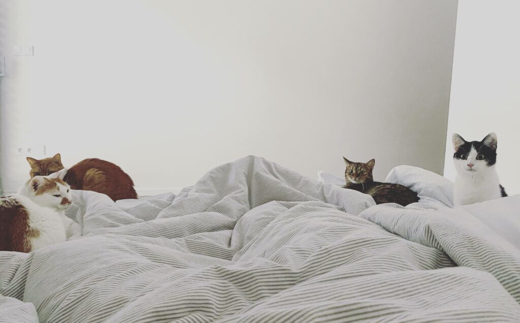 mačky v posteli 