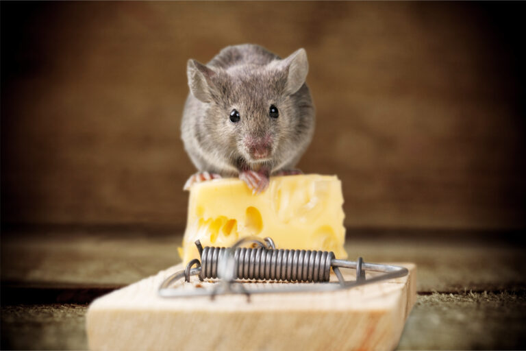 Chytáte myši na syr? Robíte chybu! Dajte im toto